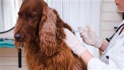 adverse reactions to pet vaccines