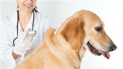 antibióticos para perros