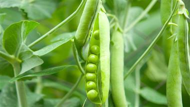 how to grow peas