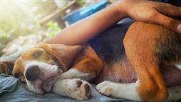 inflammatory bowel disease in dogs