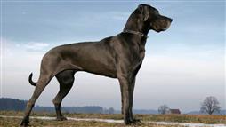 perro de raza grande