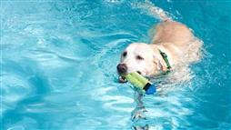 perro nadador