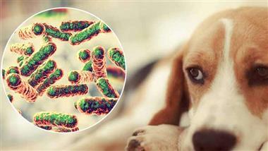 peligrosa bacteria en perros