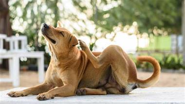 food-sensitivity-in-dogs.jpg