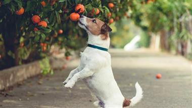 perro detecta enfermedad en árbol