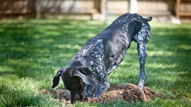 perro excavando