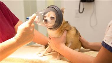 perros con reaccion adversa a la anestesia