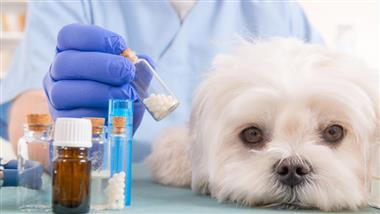 preparaciones farmacéuticas para mascotas