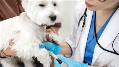 exámenes de sangre para mascotas
