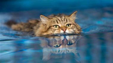 gatos que aman el agua