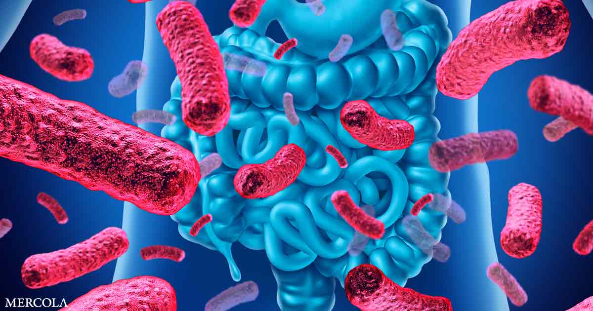 How Your Gut Health Impacts Your Disease Risk