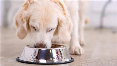 can raw food help canine atopy