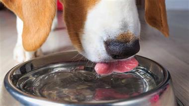 cuanta agua debe beber un perro