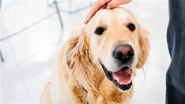 dogs prefer petting to praise