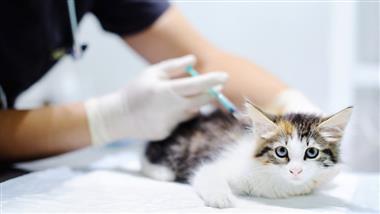 feline vaccine guidelines