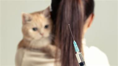 lineamientos actualizados vacunas felinas