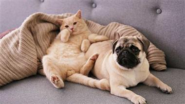 obesidad en perros y gatos
