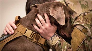 perros de servicio para veteranos con trastorno de estres postraumatico