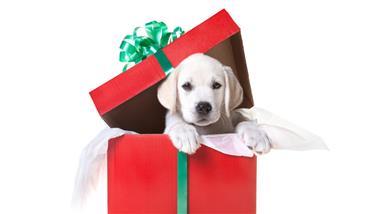 regalar mascotas en navidad