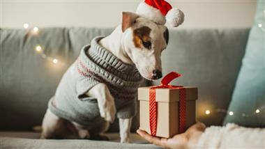Regalos de Navidad para mascotas