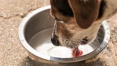right amount of water for dogs