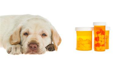 esteroides para mascotas