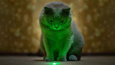 gato persiguiendo láser
