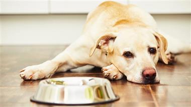 lack of appetite in dogs