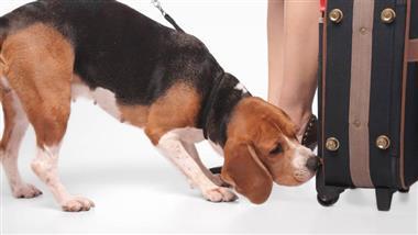 Perro beagle preferido en aeropuerto