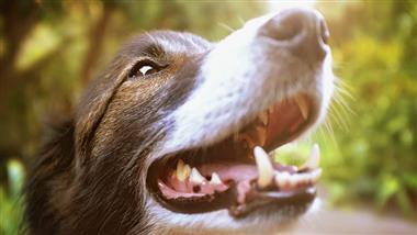 Salud dental en perros