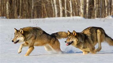 wolves cooperative behavior