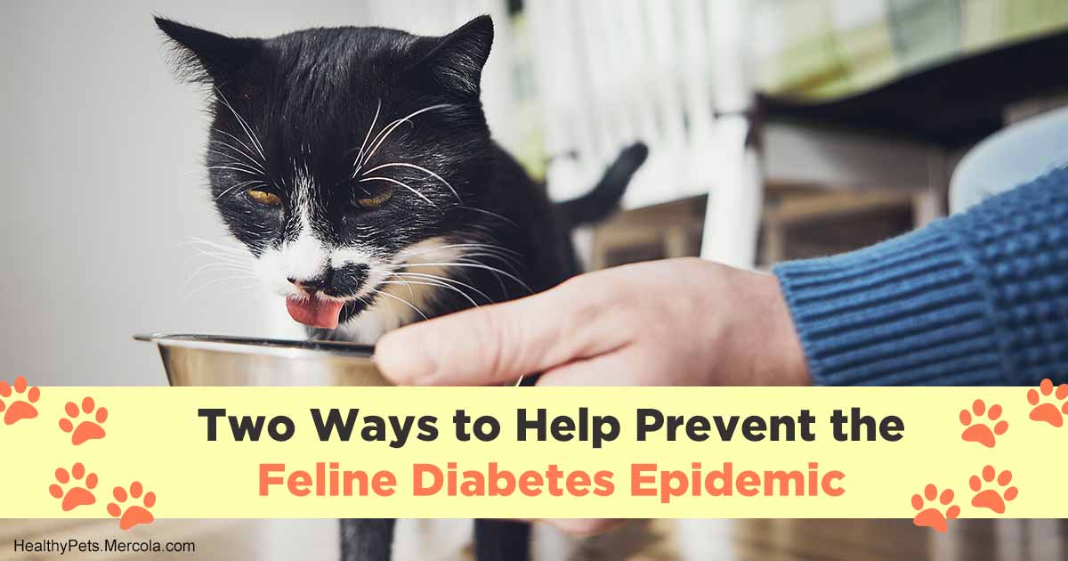 feline diabetes diet