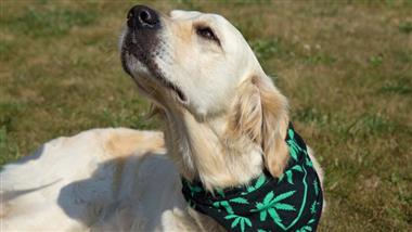 cannabis treatment for bladder tumor in dogs