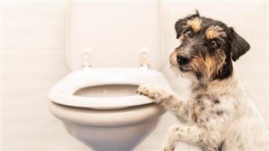diarrea en perros