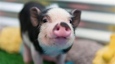 myth of micro pig