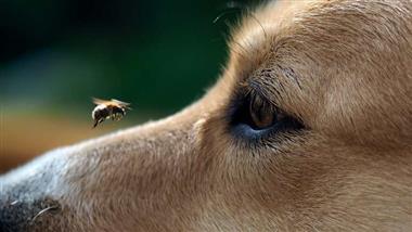 picadura de insecto en perro