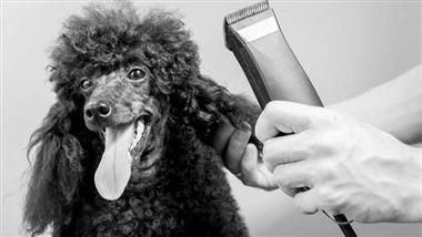 afeitar a las mascotas
