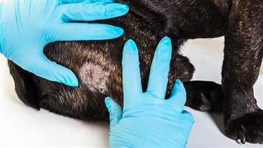 alopecia in dogs causes
