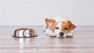 by products in pet food