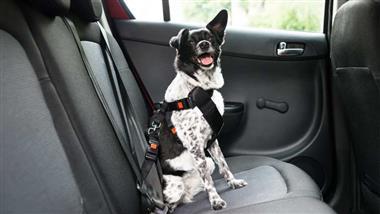 consejos de seguridad para viajar en coche con tu perro