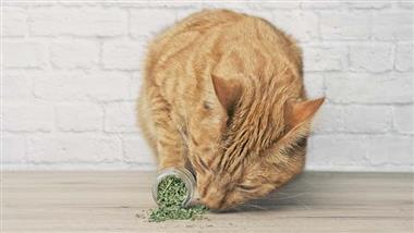 effects of catnip to cats