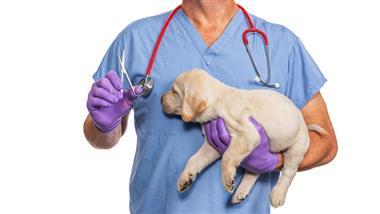 effects of spaying and neutering