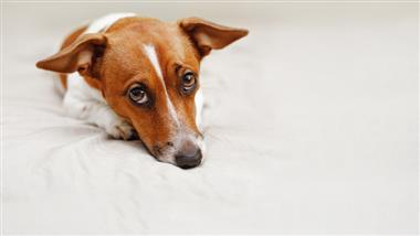 enfermedad de addison en perros