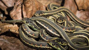 garter snakes