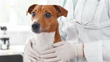 infertilidad en perros
