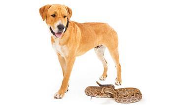 los perros son más vulnerables a la mordedura de serpiente