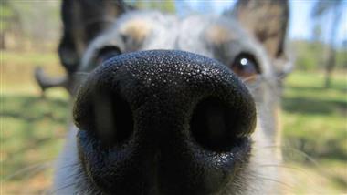 perros detectan calor con la nariz