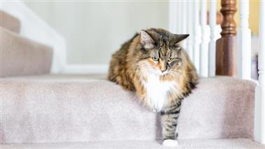 treating cats with arthritis