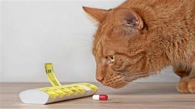 mascotas intoxicadas con medicamentos humanos