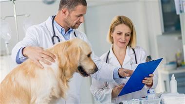 perro con sarcoma histiocítico